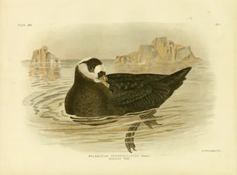 Brillensturmvogel, 1891